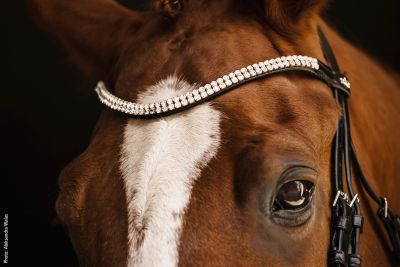Schockemöhle Sports Bridle SP Isabell Werth Johnny
