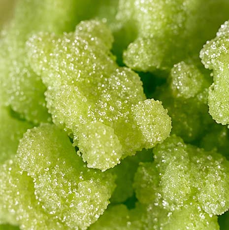 Horse Sugar Treats - Apple Bears