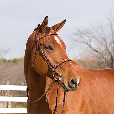 horze champion bridle