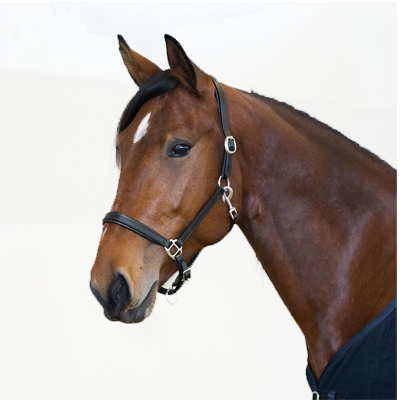 Horze Equestrian Leather Halter
