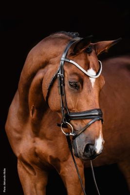 Schockemöhle Sports Bridle SP Isabell Werth Johnny