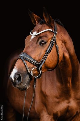 Schockemöhle Sports Bridle SP Isabell Werth Johnny