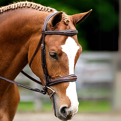 KL Select Hampton Bridle