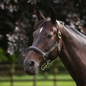 Lusso Padded Halter - Leather Breakaway - Black