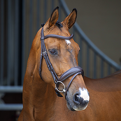 Shires Velociti Lusso Dressage Flash Bridle - Black