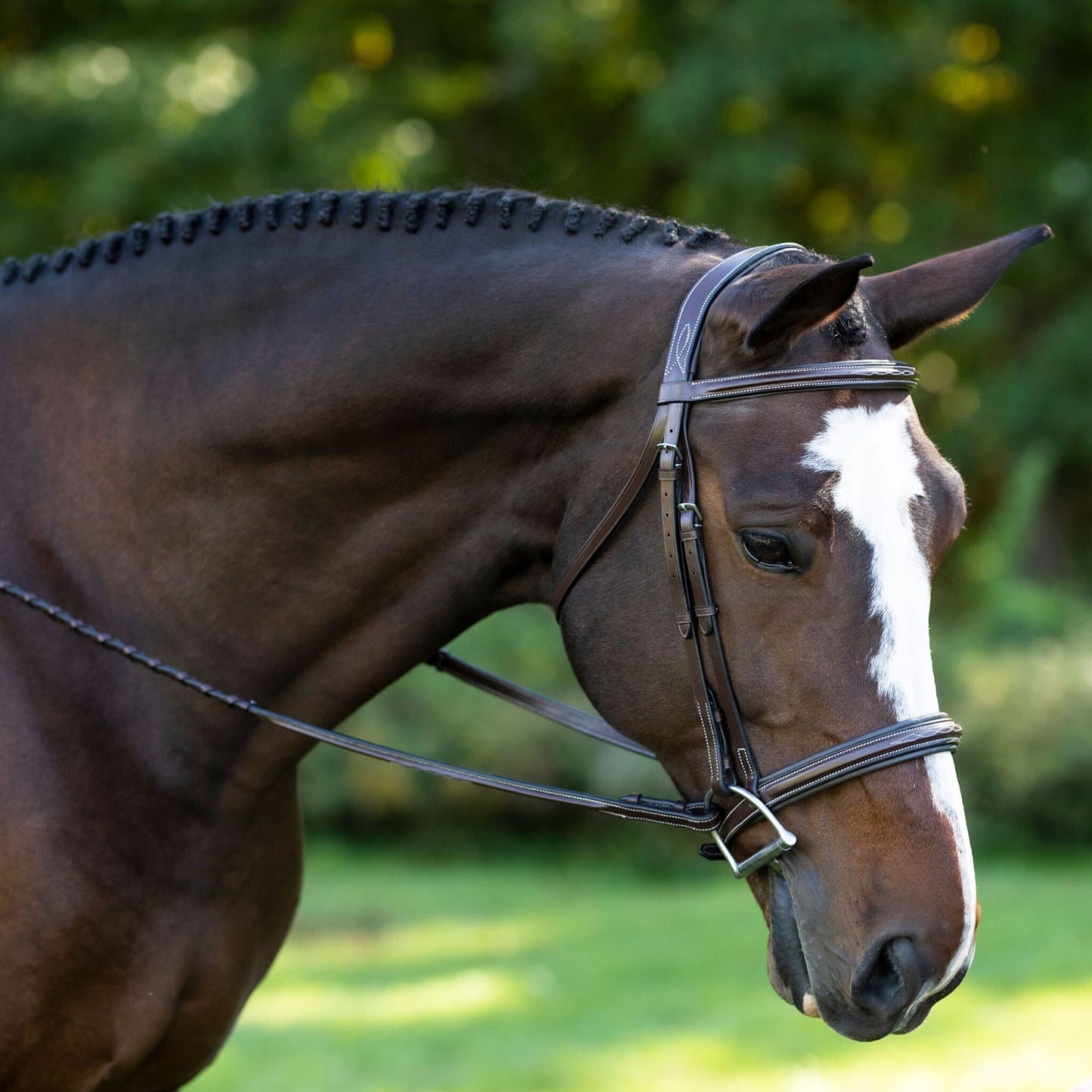 Black Oak Laurel Bridle