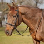 Equinavia Saga Bitless Bridle - Chocolate Brown