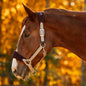 Equinavia Saga Fleece Padded Breakaway Halter