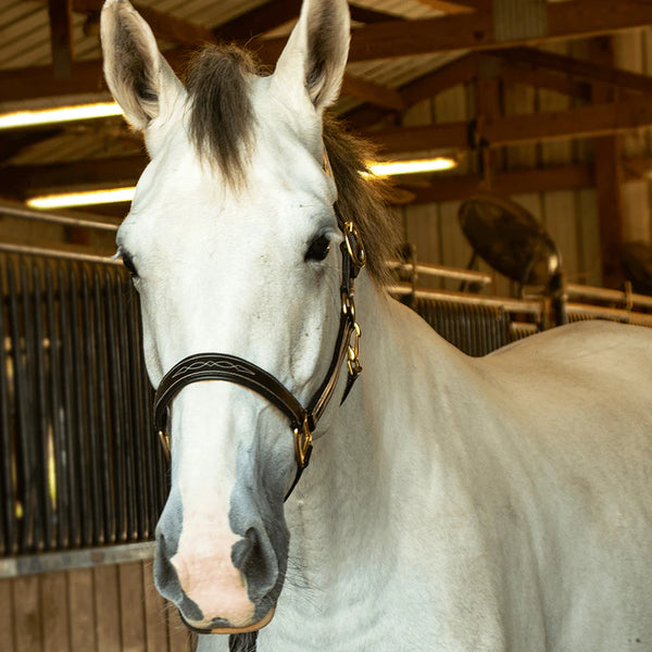 The Tack Hack Stewart Padded Leather Halter