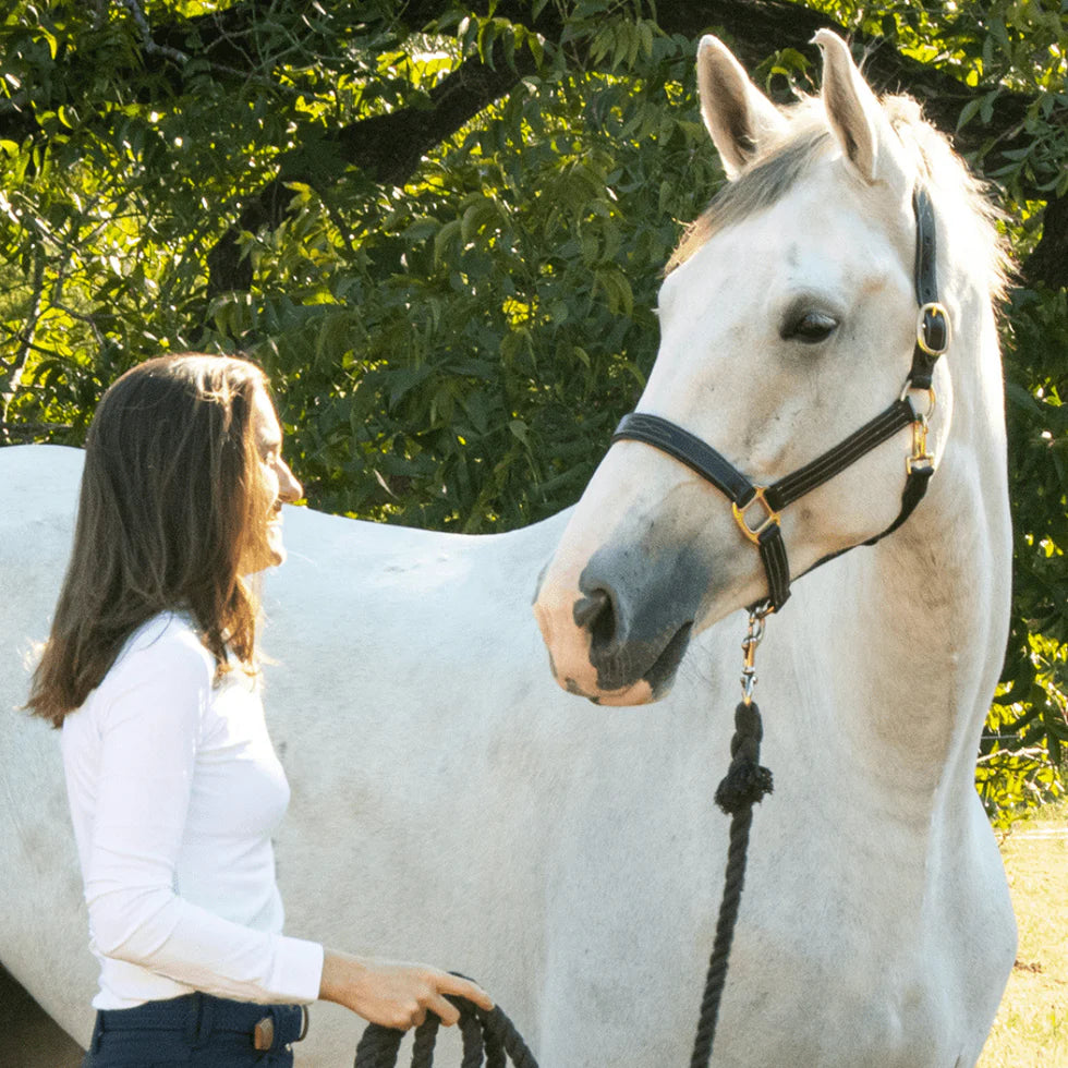 The Tack Hack Stewart Padded Leather Halter