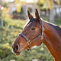 The Tack Hack Stewart Padded Leather Halter