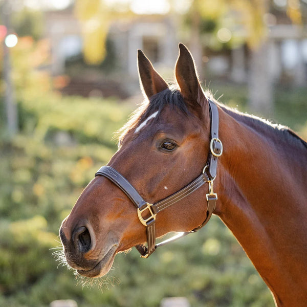 The Tack Hack Stewart Padded Leather Halter