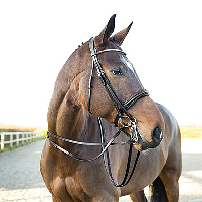 vienna weymouth bridle