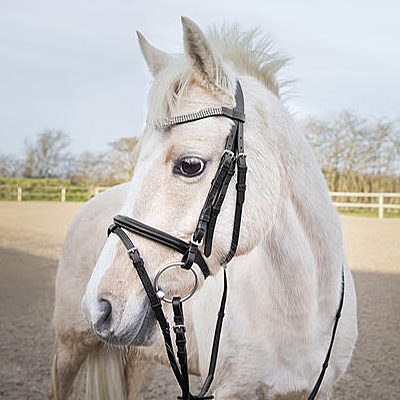 pony bridle