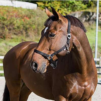 Horze Basic Horse Halter