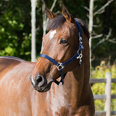 Horze Basic Horse Halter