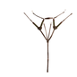 Tory Leather 5 Point Breast Plate - Havana
