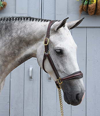 KL Select Rachel Halter - Brown