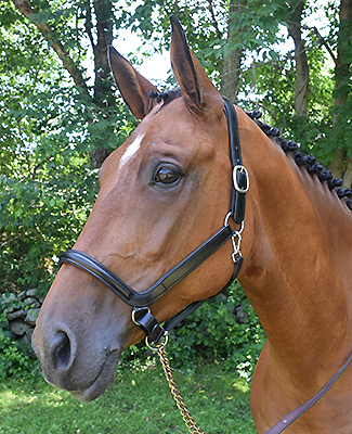KL Select Devon Ergonomic Halter - Brown