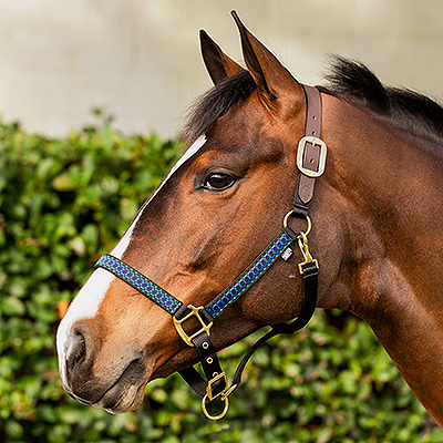 Equinavia Pegasus Ribbon Breakaway Halter - Assorted