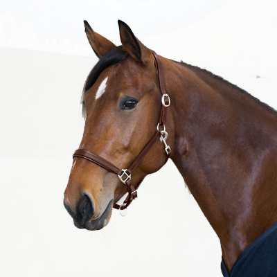 Horze Equestrian Leather Halter