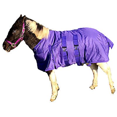 Intrepid International Miniature Horse Heavy Weight Turn Out Blanket